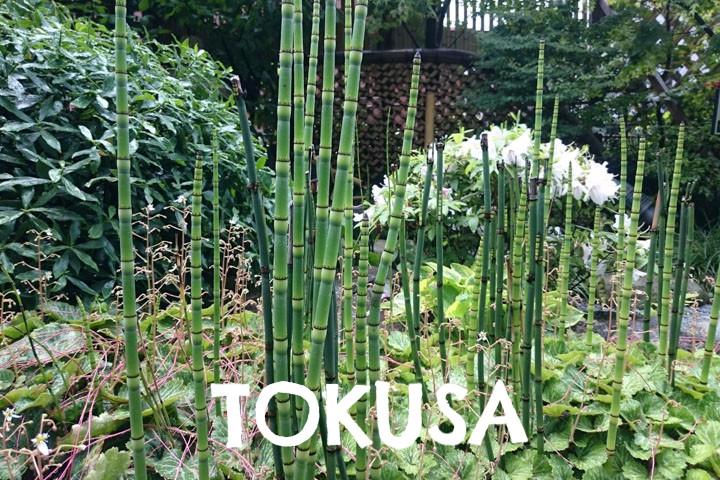 十草(とくさ)とは