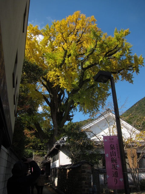 有田の大公孫樹(ありたのおおいちょう)とは